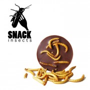 snack_insects